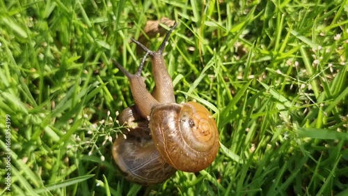 Two garden snails intertwined on vibrant green grass.