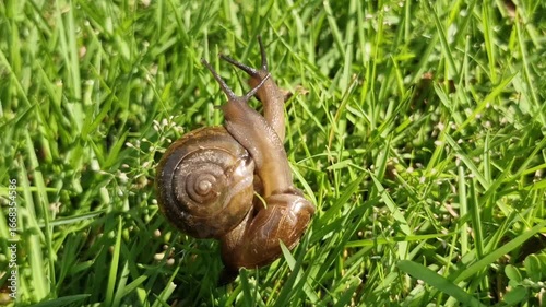 Two garden snails intertwined on vibrant green grass.
