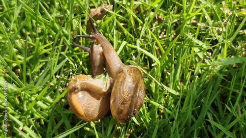 Two garden snails intertwined on vibrant green grass.