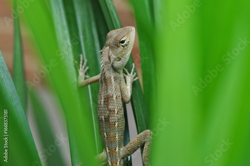 A small, brown chameleon or lizard is camouflaged amongst vibrant green leaves, with its scales showing a textured pattern.
