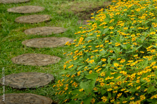A lush green lawn features a winding path made of stepping stones, while a vibrant bush adorned with numerous small yellow flowers adds a splash of color to the right side of the frame.