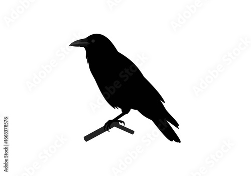 Black crow perches on a stick stark silhouette