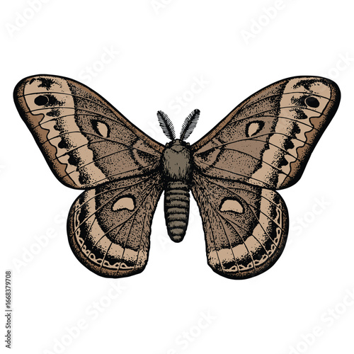 Moth Illustration in Vintage Hand Drawn Style