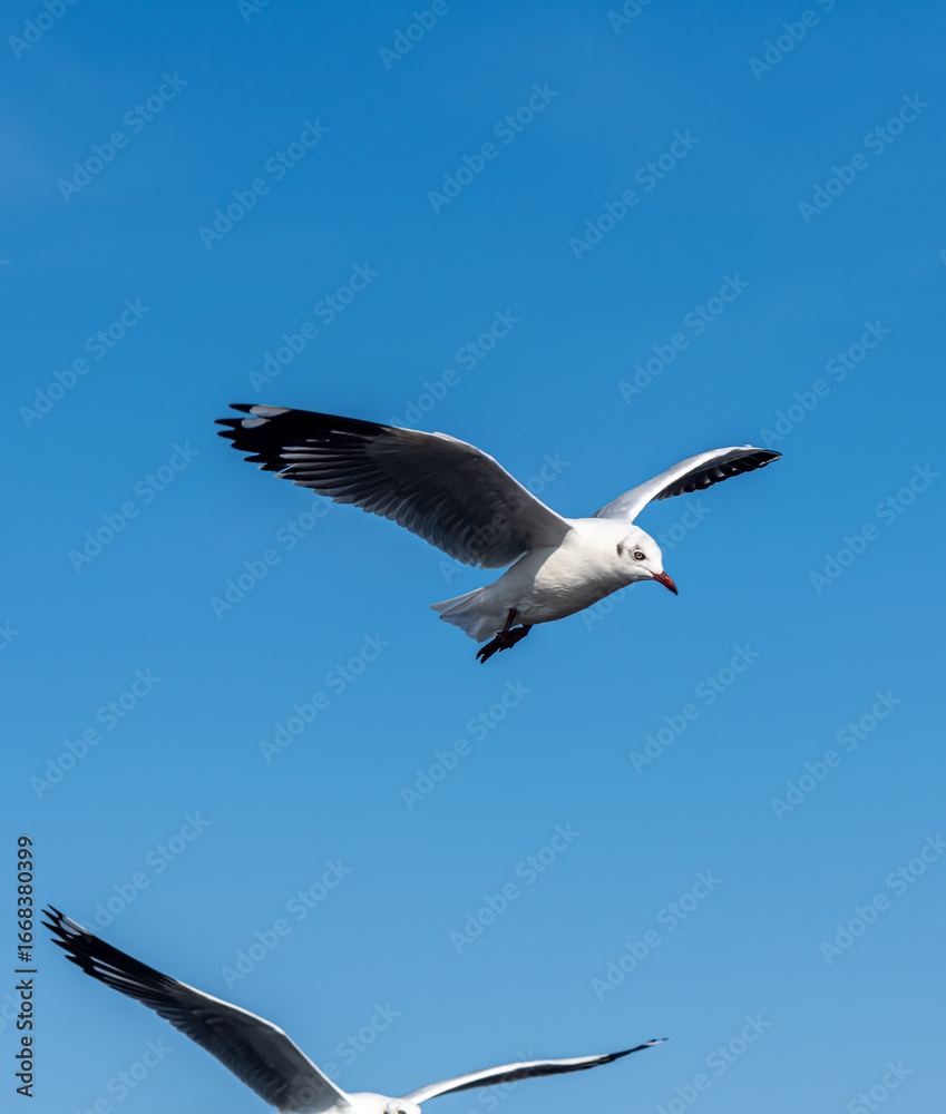 Fototapeta premium Seagulls flying on the beautiful blue sky, some chasing after food to eat at Bangpu, Samutprakarn in Thailand.