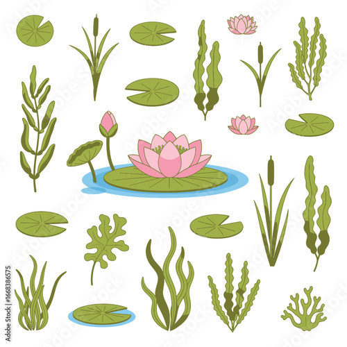 Collection of aquatic plants illustrations. Water lilies, reeds, and various types of algae are depicted.