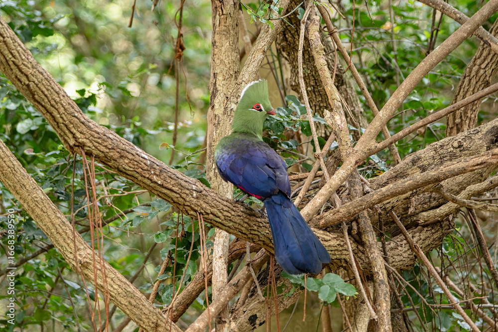 Obraz premium Turaco vert
