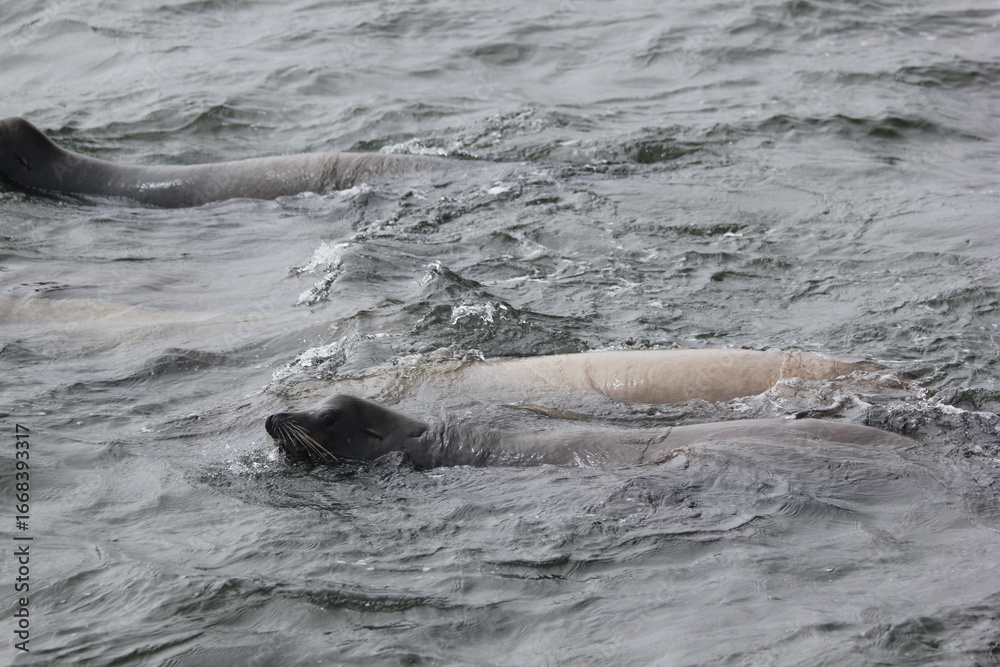 Obraz premium sea lion in the water