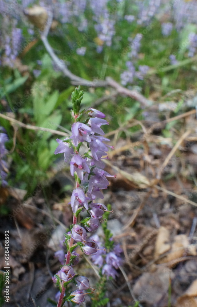 Fototapeta premium Photo of heather (Calluna vulgaris) close-up