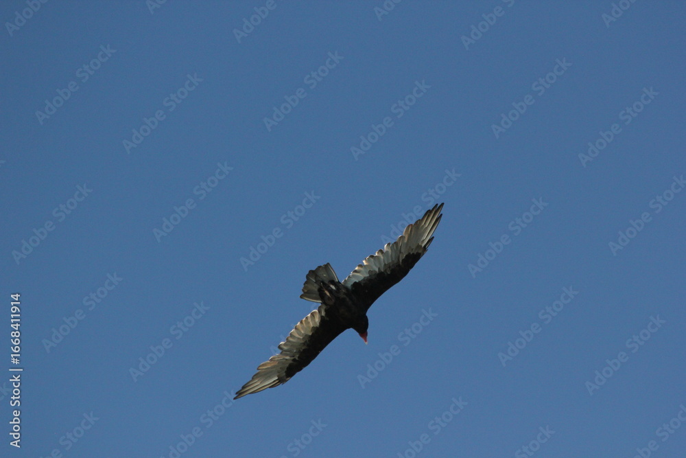 Obraz premium eagle in flight