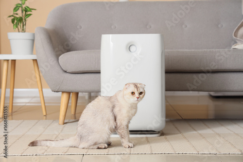 Cute Scottish Fold cat with...