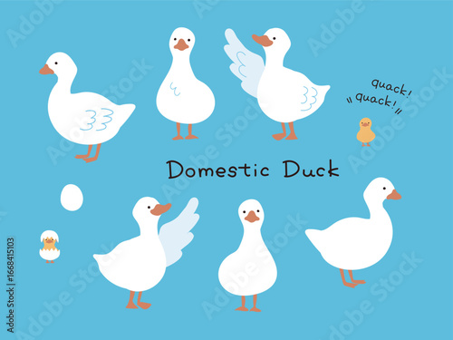 白い手描きのアヒルのイラストセット