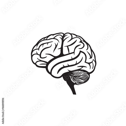 Vector art of anatomical illustration of a human brain