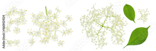Elderberry flower or Sambucus nigra isolated on a white background.
