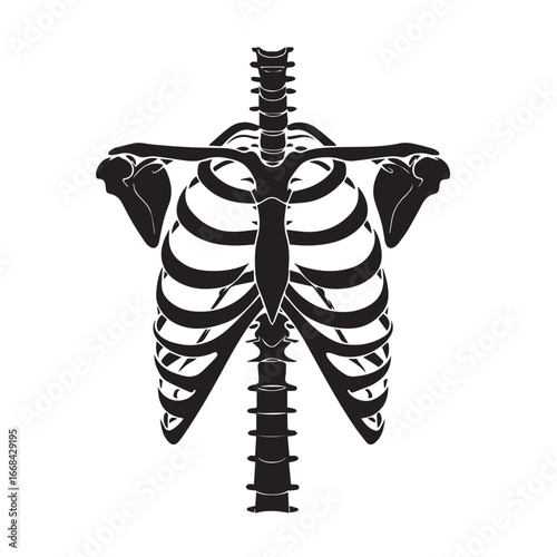 Vector art of anatomical illustration of the human rib cage and spine