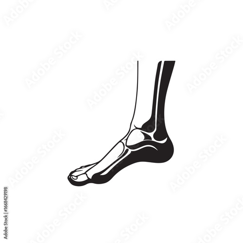 Vector art of anatomical illustration of the human foot bones