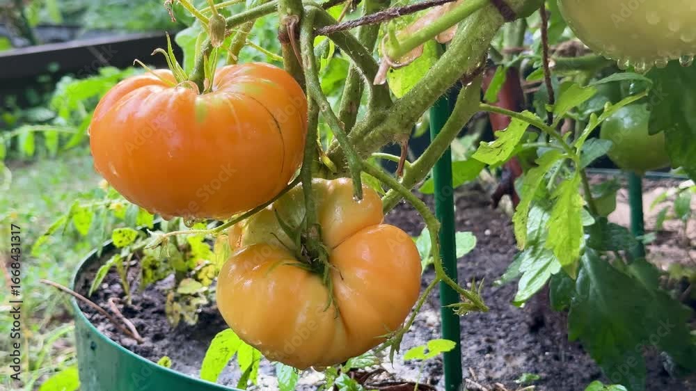custom made wallpaper toronto digitalRipe yellow tomatoes growing on bushes in the garden during rain