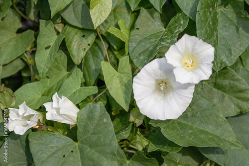 Fotografía White bindweed blossom (Calystegia sepium).
