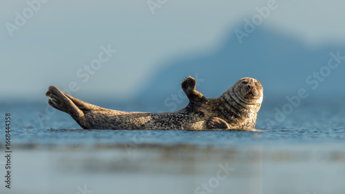 Common seal or harbour seal (Phoca vitulina) resting, Isle of Bute, Scotland