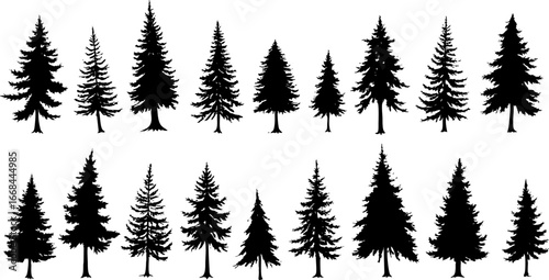 Evergreen Pine Tree Silhouettes on White Background
