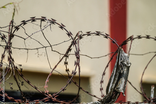 A sharp, close-up view captures the intricate design of barbed wire against a neutral backdrop. The interplay of security and intriguing abstract shapes creates an impacting, thoughtful image.