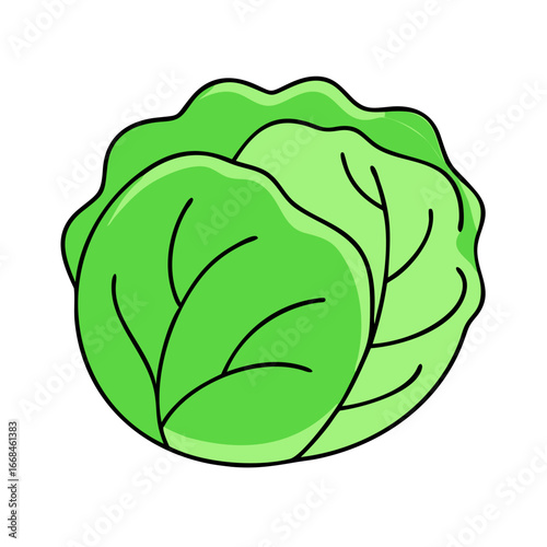 Illustration of a fresh head of lettuce with detailed leaf structure