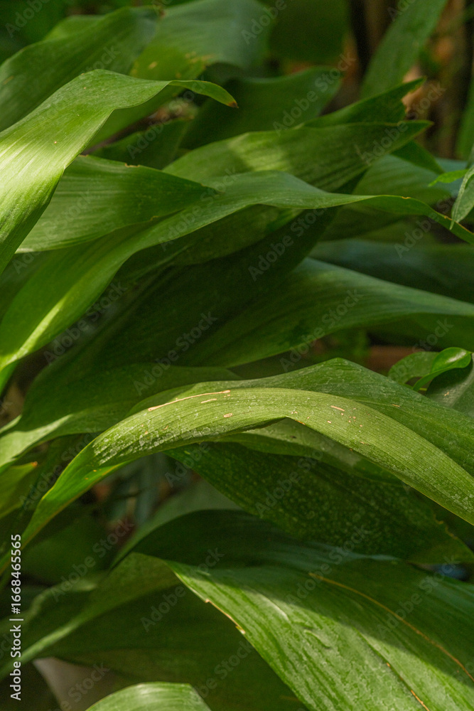 Obraz premium Aspidistra elatior foliage close-up in greenhouse