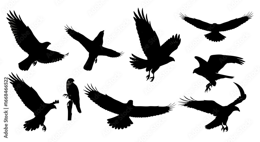 Obraz premium Dramatic eagle silhouette collection showcasing powerful flight and sharp talons