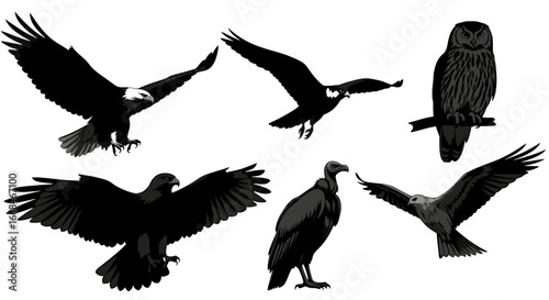 Majestic Birds of Prey: Eagles, Vulture and Owl, Diverse Silhouettes