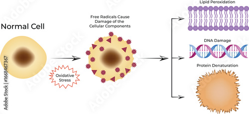 Oxidative Stress and Cellular Damage Design Vector Illustration