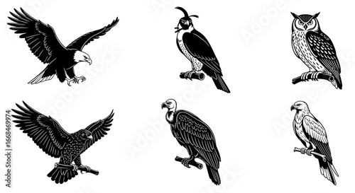 Bird of Prey Silhouettes: Elegant Black and White Vector Graphics