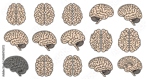 A collection of detailed illustrations showcasing various perspectives of the human brain.