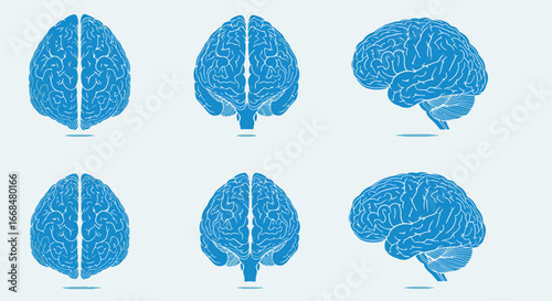 Six detailed anatomical views of a human brain, showcasing superior, inferior, and lateral perspectives.