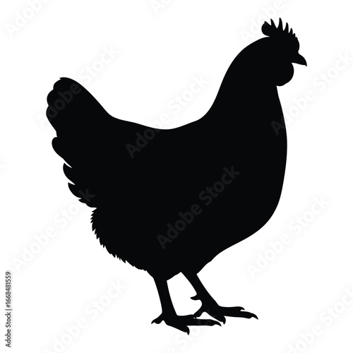 Silhouette of a domestic chicken standing on farm poultry bird animal agriculture