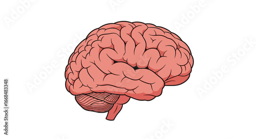 A detailed illustration of a human brain, showing the complex folds and structures.