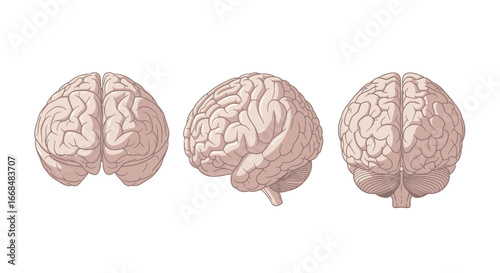 Three views of a human brain: front, side, and back, showcasing its intricate structure and lobes.