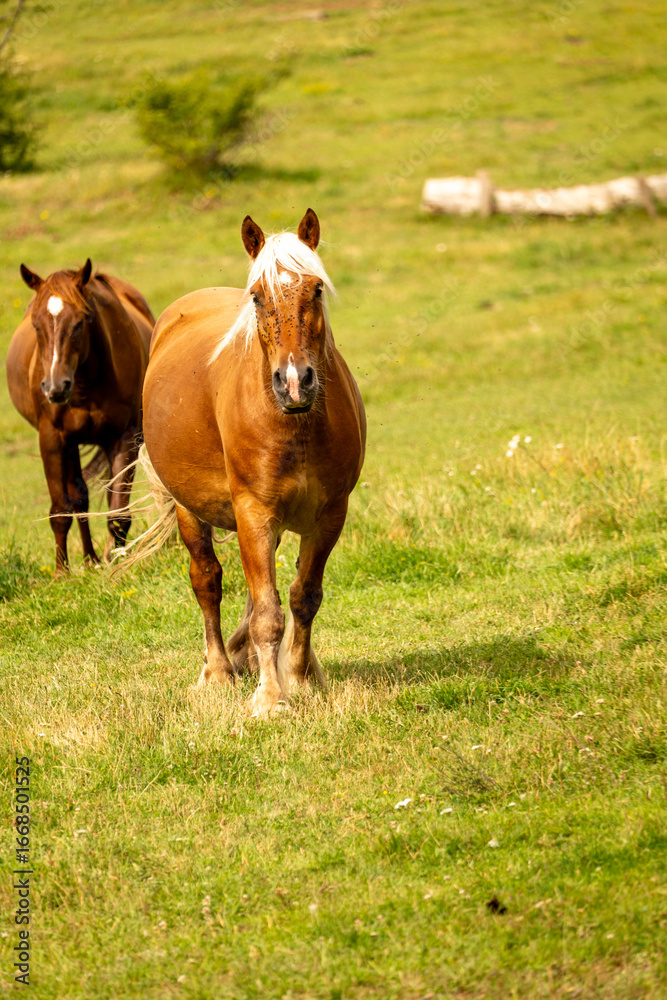 Fototapeta premium cow on the meadow