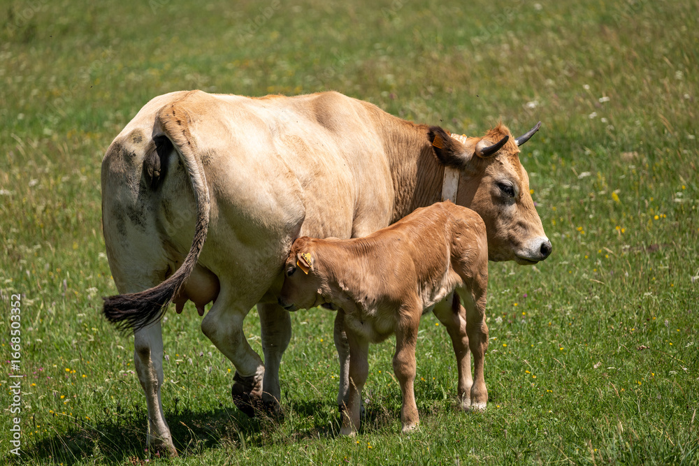 Fototapeta premium cows in the field