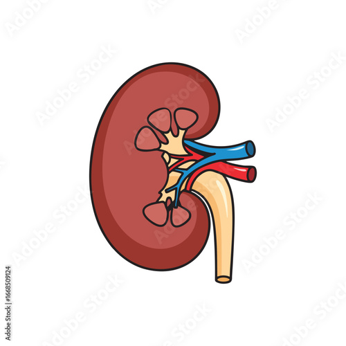 anatomical vector of the human kidney