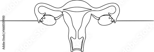 Minimalist one line drawing of a human uterus with fallopian tubes. Modern medical anatomy concept
