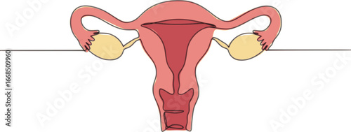 Minimalist one line drawing of a human uterus with fallopian tubes. Modern medical anatomy concept

