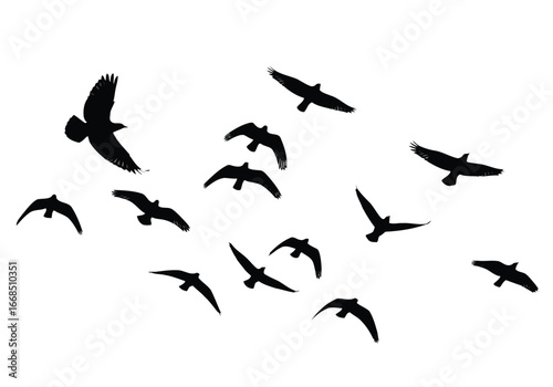 Vector illustration of flock of birds flying silhouette