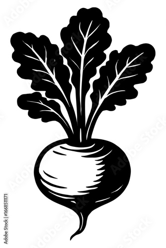Fresh Root Vegetable with Leaves - Illustration for Organic Food and Farming