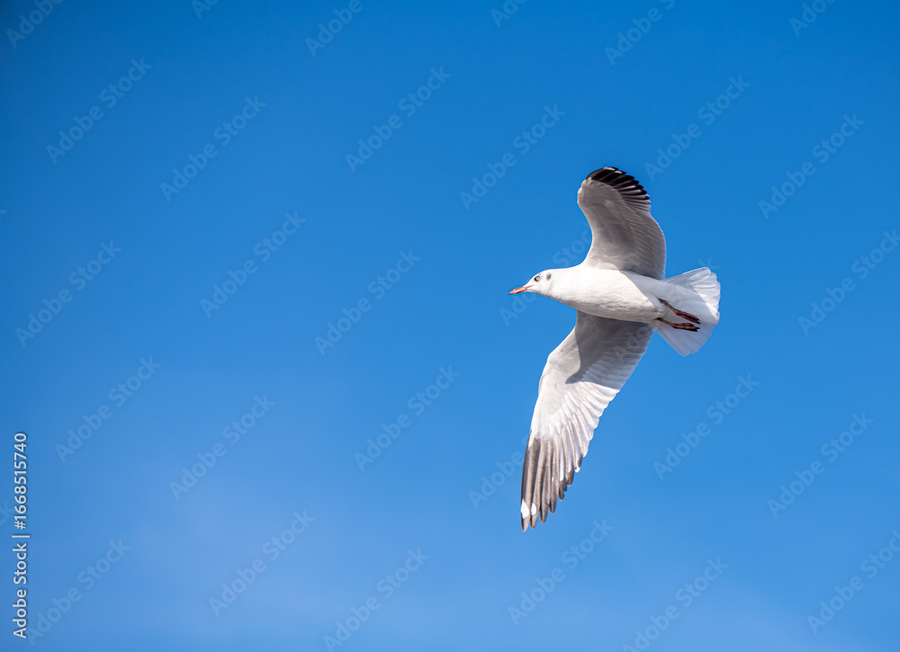 Obraz premium Seagulls flying on the beautiful blue sky, some chasing after food to eat at Bangpu, Samutprakarn in Thailand.