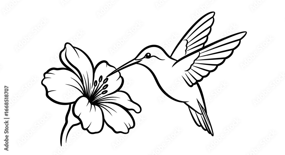 Obraz premium hummingbird flower line art drawing elegant nature illustration