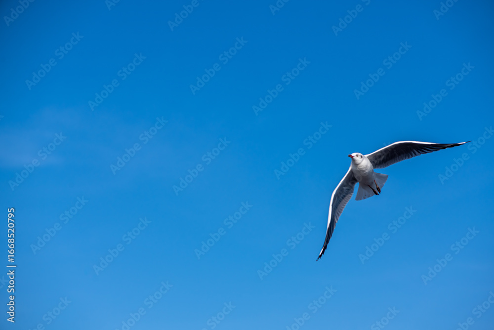 Obraz premium Seagulls flying on the beautiful blue sky, some chasing after food to eat at Bangpu, Samutprakarn in Thailand.