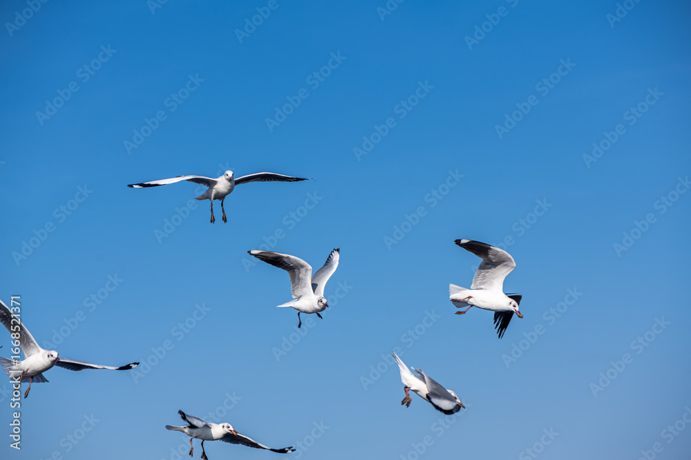 Obraz premium Seagulls flying on the beautiful blue sky, some chasing after food to eat at Bangpu, Samutprakarn in Thailand.