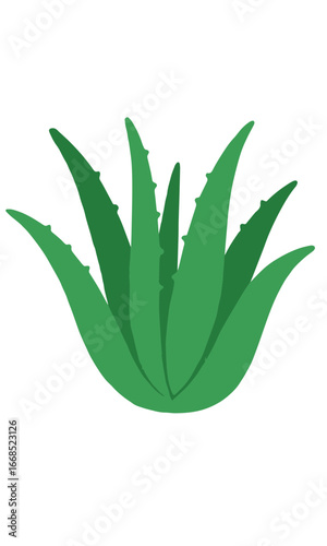 Aloe vera illustration isolated on white background