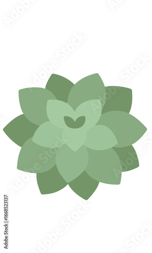Succulent plant illustration isolated on white background