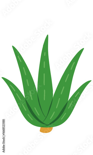 Aloe vera plant illustration isolated on white background
