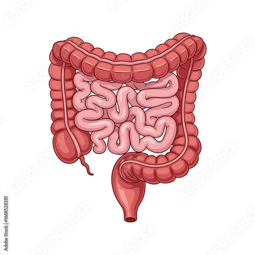 Anatomy of the human intestines